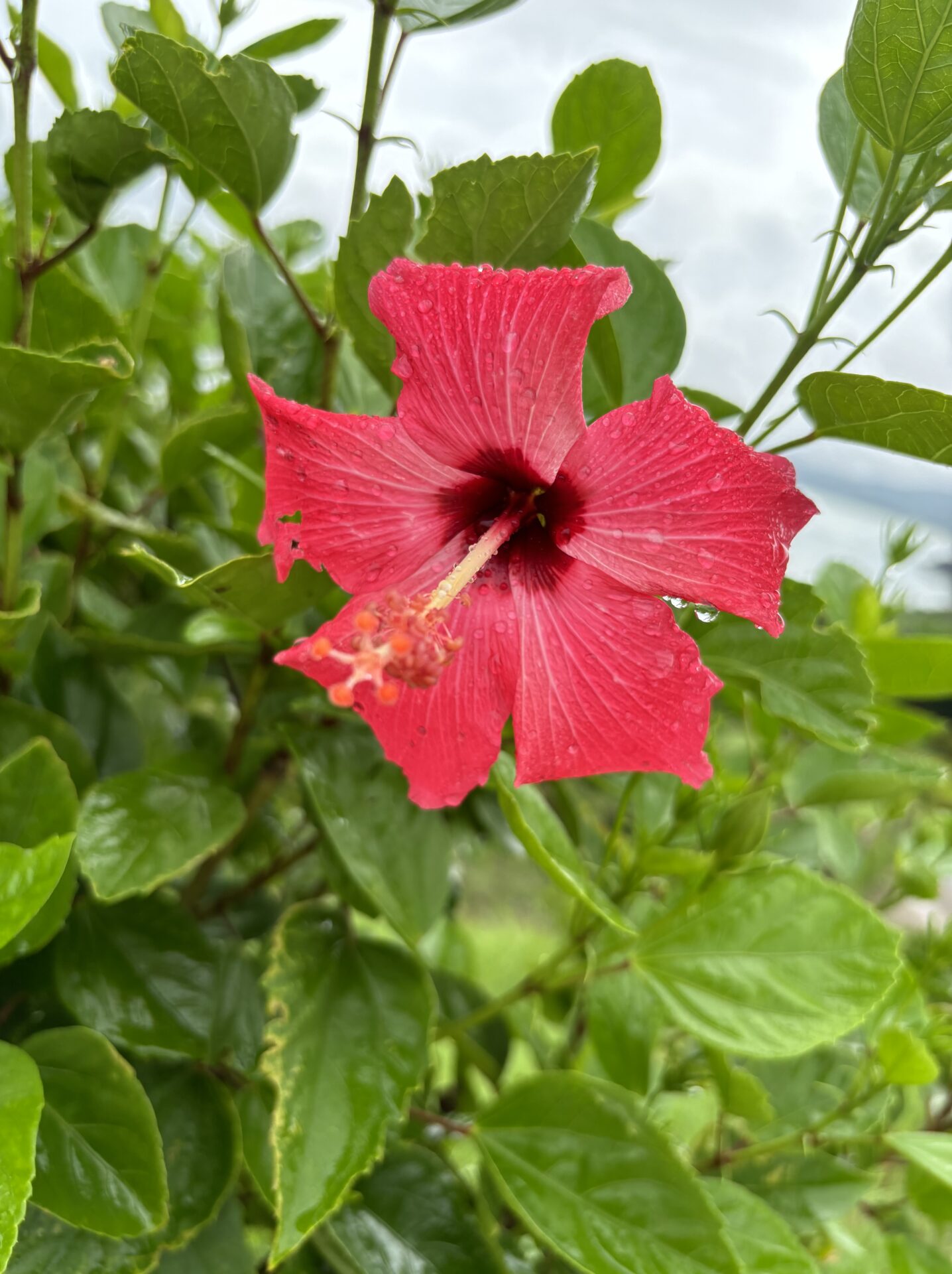 Maeri